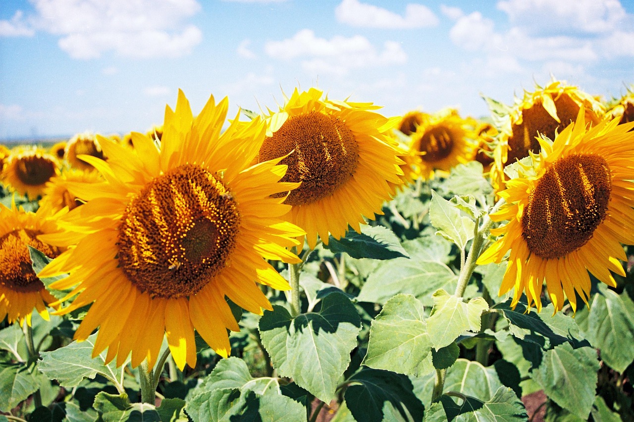 Sun Flowers On Free photo on Pixabay Pixabay