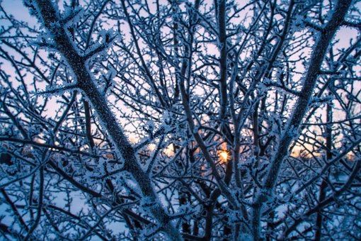 Free Snow Trees photo and picture