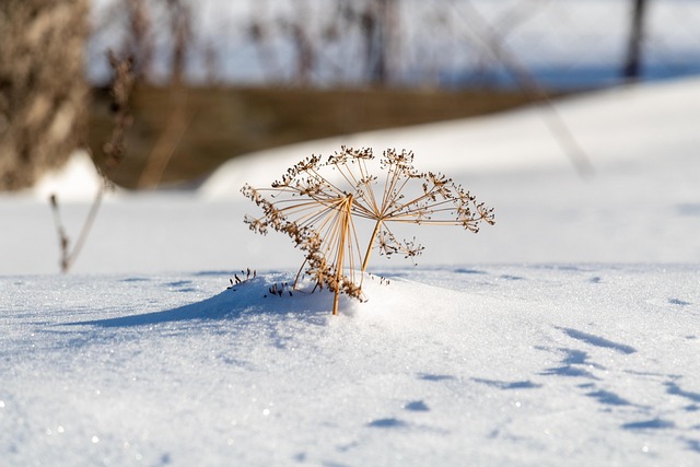 Winter, Schnee, Landschaft, Die Natur