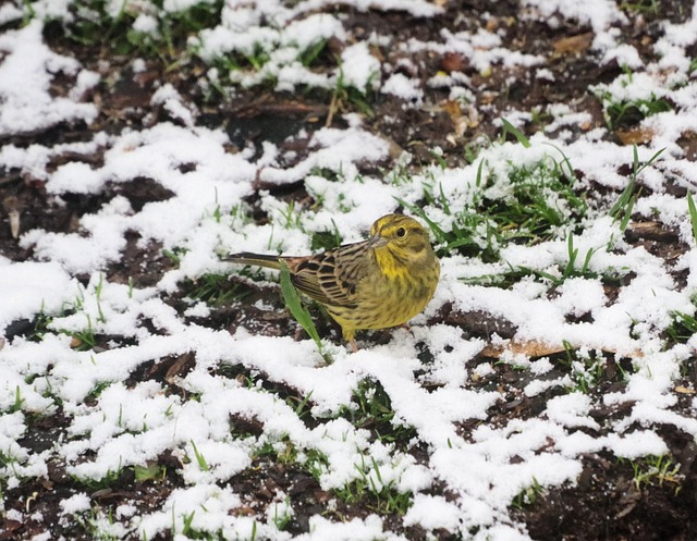 Free Bird Songbird photo and picture