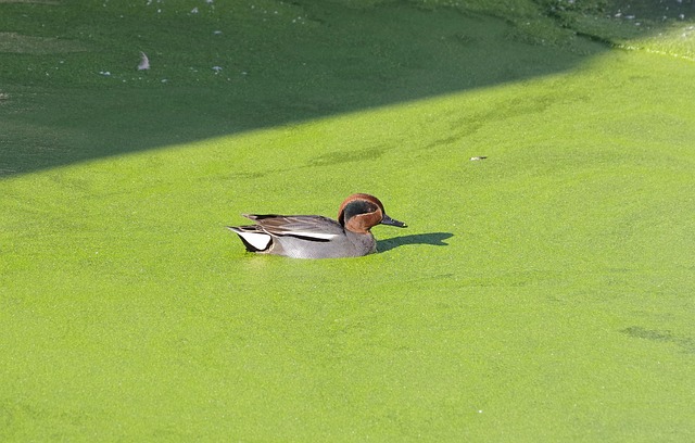 Free Duck Mandarin Ducks photo and picture