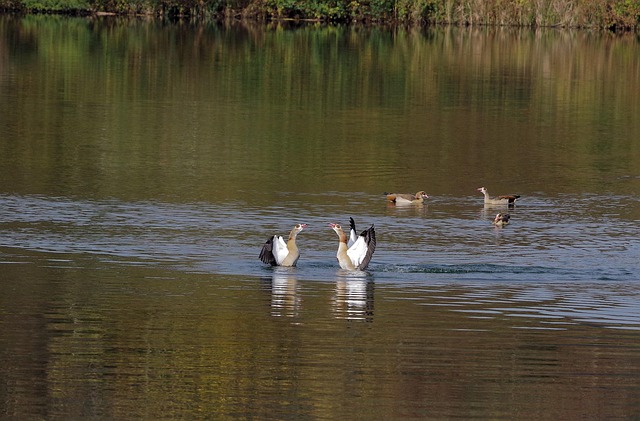 Free Geese Lake photo and picture