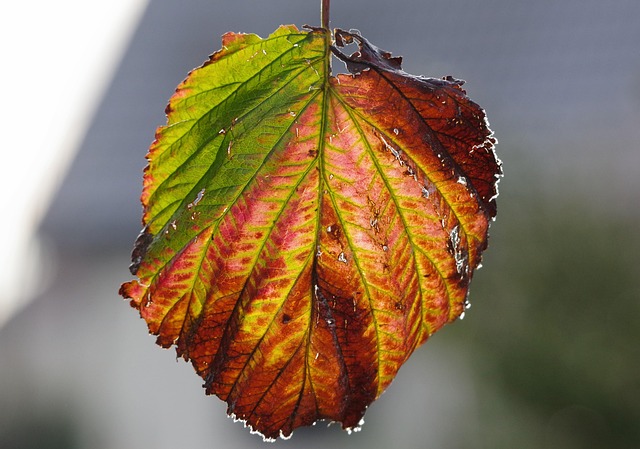 Free Leaf Coloring photo and picture