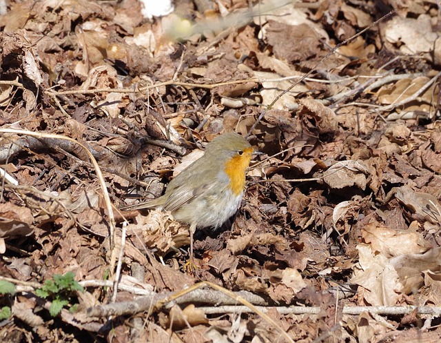 Free Robin Bird photo and picture