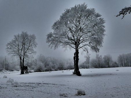 Free Tree Baum photo and picture