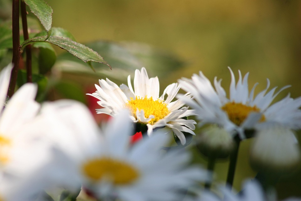 マーガレットの花 白と黄色の 夏 Pixabayの無料写真 マーガレットの花 白と黄色の 夏 Pixabayの無料写真