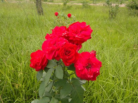 Free Rose Red photo and picture