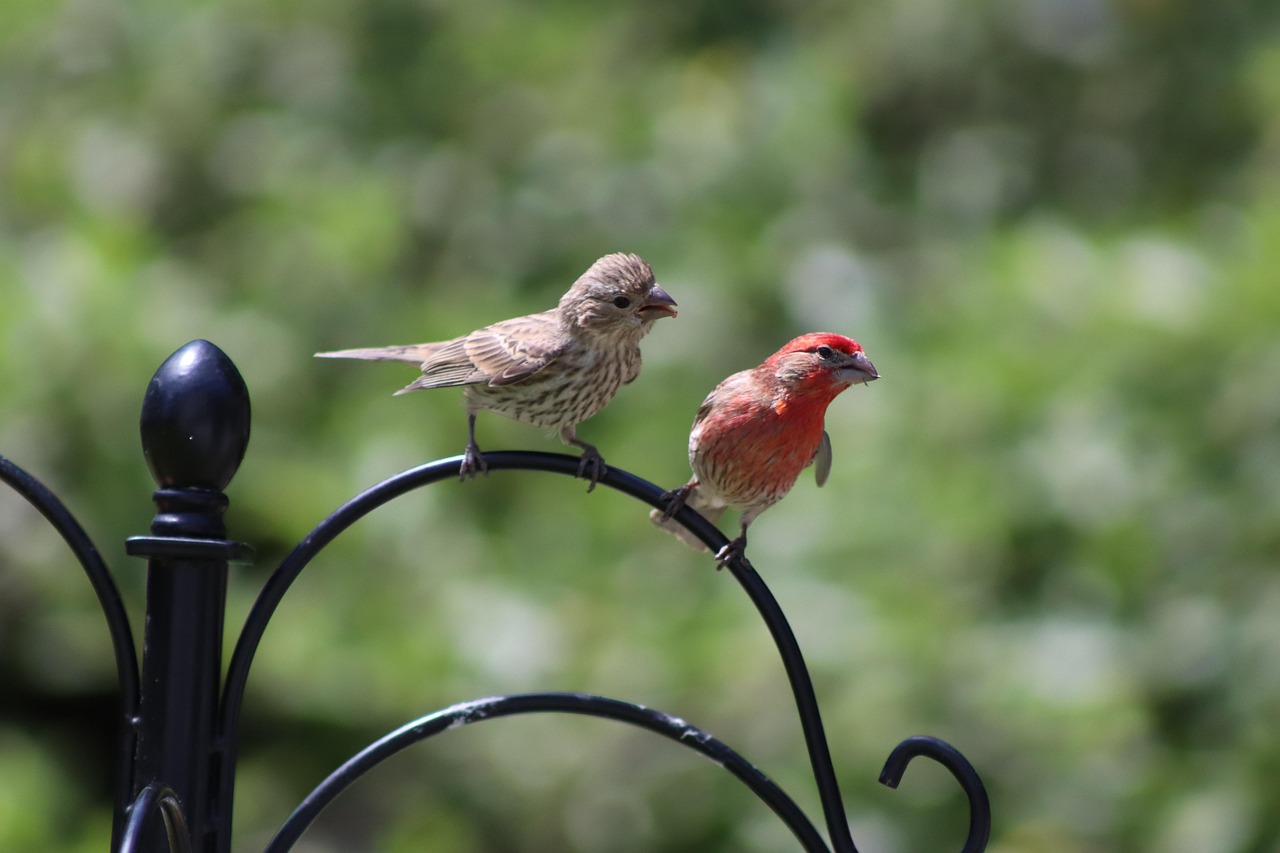 House Finches Pair Birds Free photo on Pixabay Pixabay