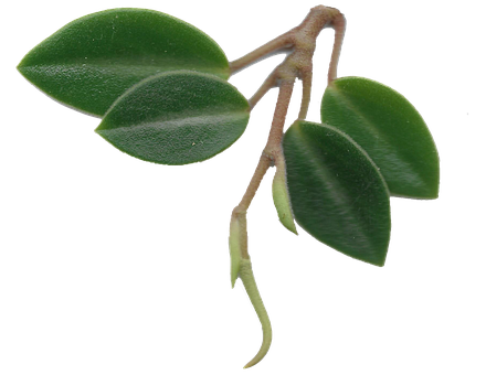 Free Leaves Greenery illustration and picture