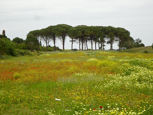 Free Flower Meadow photo and picture
