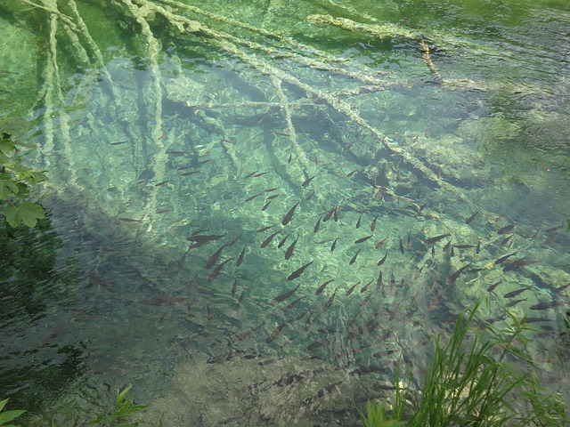 Free Lake Fishes photo and picture