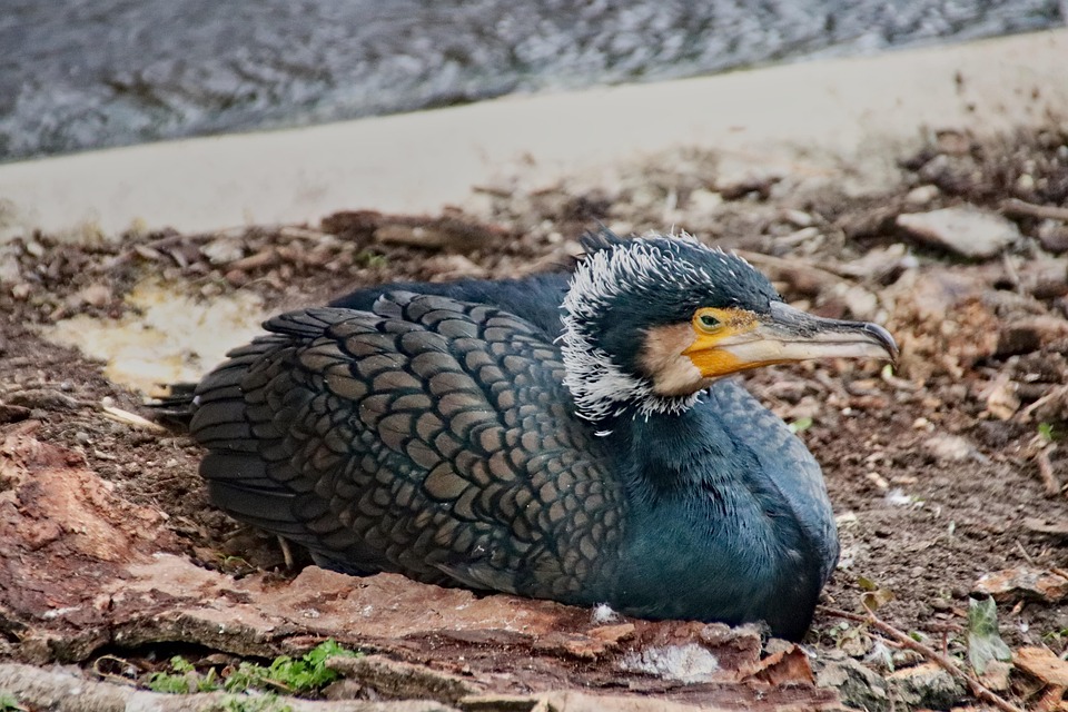 鵜 鳥 動物 Pixabayの無料写真