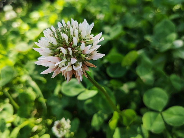 花と植物 工場 花弁 - Pixabayの無料写真 - Pixabay
