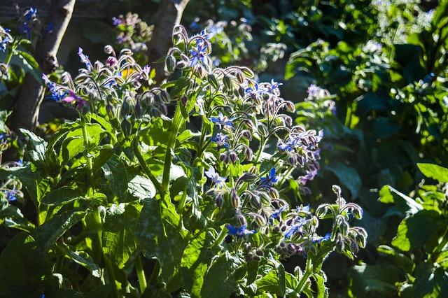 Free Nature Borage photo and picture