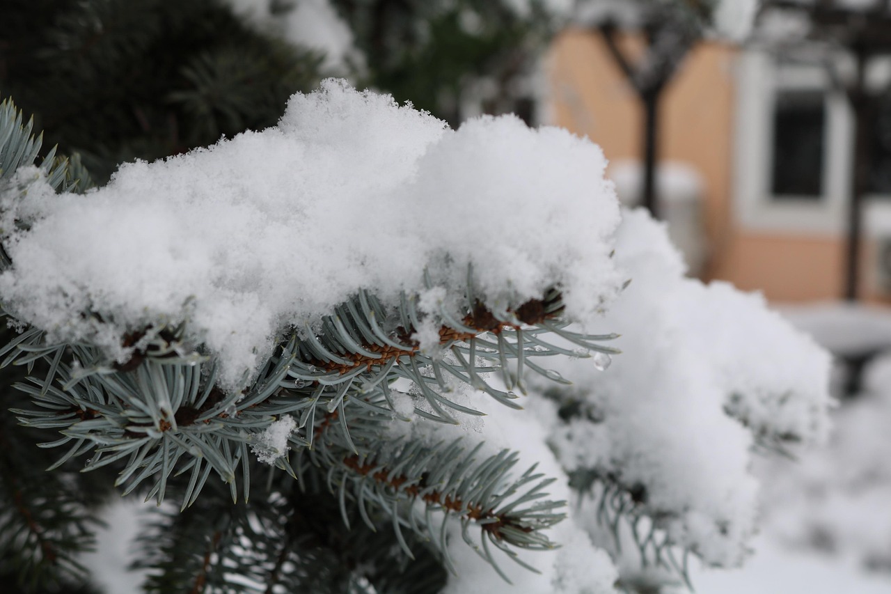 雪 二月 冬天 - Pixabay上的免费照片 - Pixabay