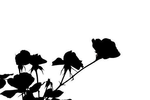 Amor, Rosa, Romántico, Flora