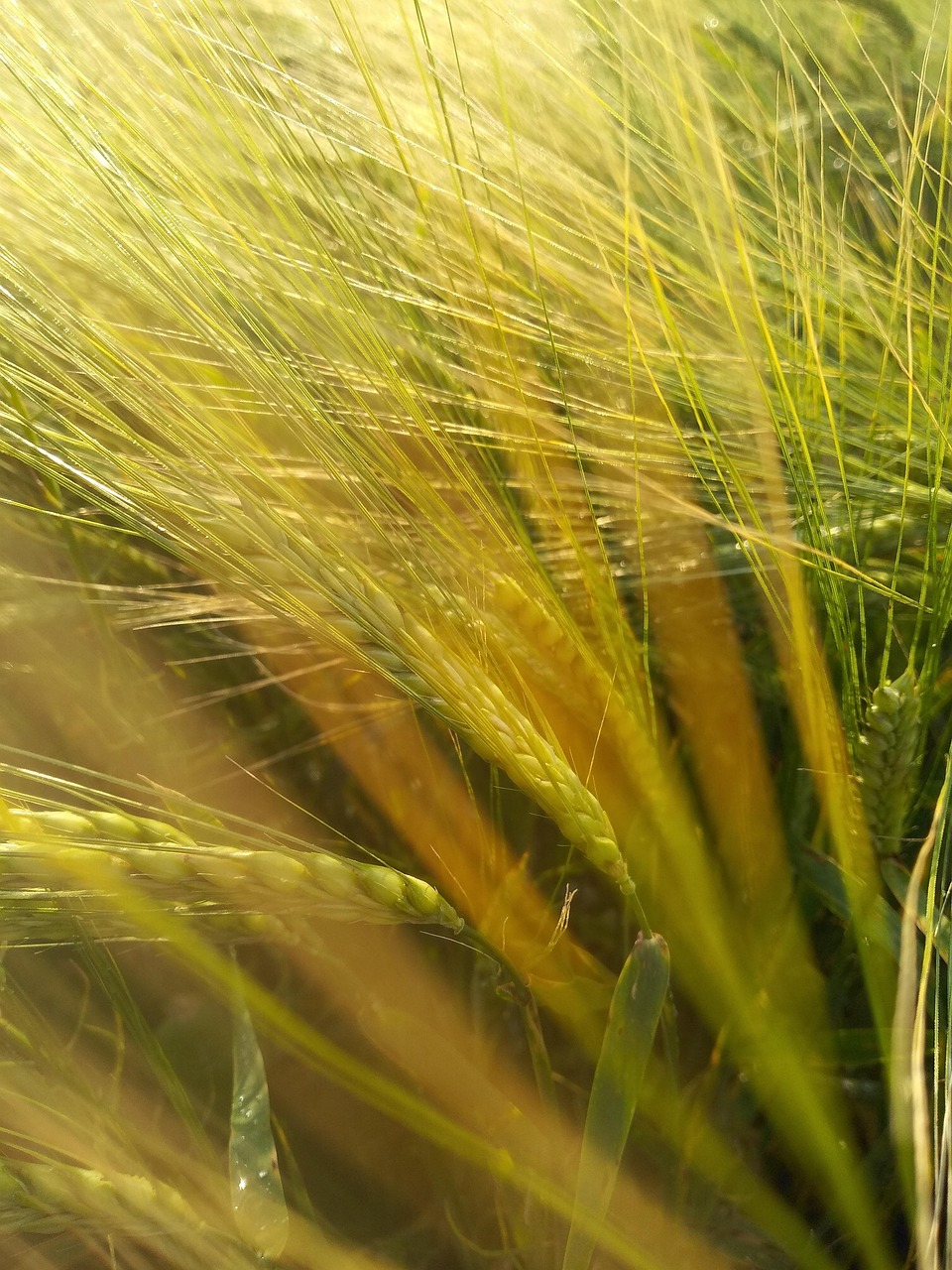 Photo Champ Paysage De Champ Wheat Field Épi - Photo gratuite sur Pixabay - Pixabay