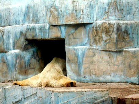 Beer, Zoogdier, Dierentuin, Fauna