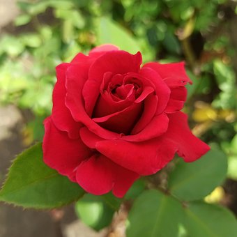 Roos, Rode Roos, Rode Bloem, Bloem
