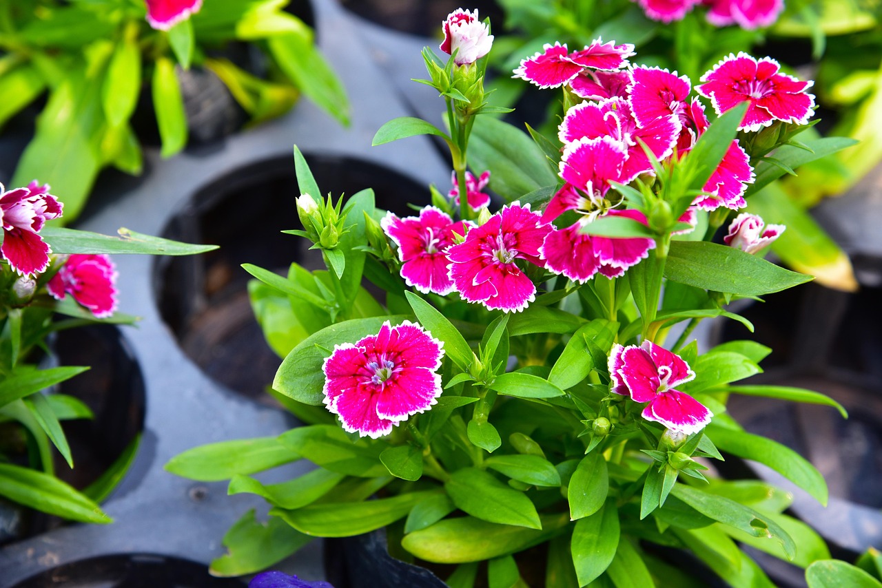 Flower Close Up What S Its Name Free Photo On Pixabay Pixabay