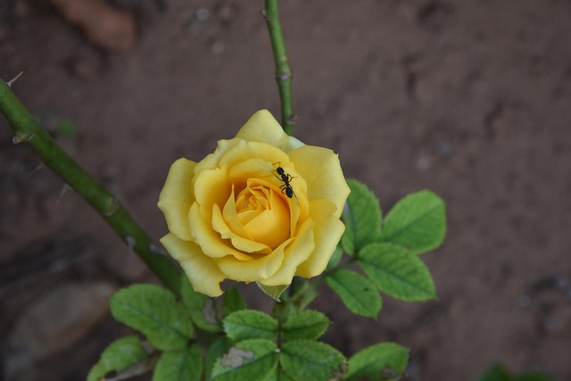 Free Rose Blossom photo and picture