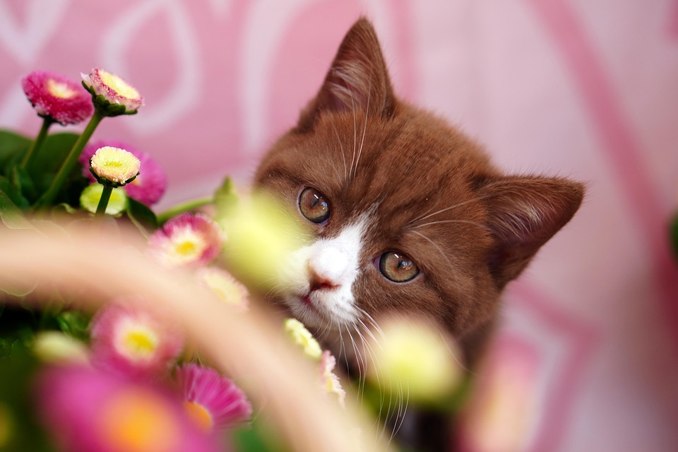 猫 ネコ 花 Pixabayの無料写真