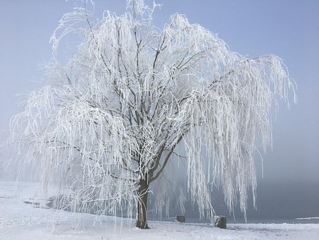 Free Winter Snow photo and picture