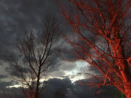Free Tree Storm photo and picture