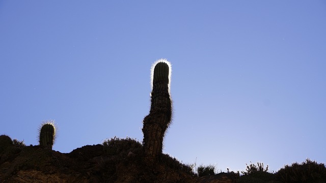 Free Cactus Darling photo and picture