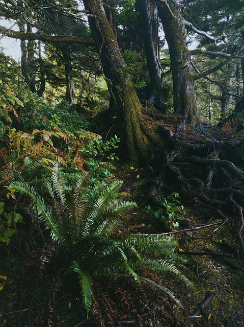 Free Beautiful Boreal photo and picture