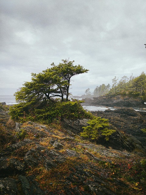 Free Bay Beach photo and picture