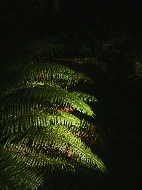 Free Beautiful Boreal photo and picture