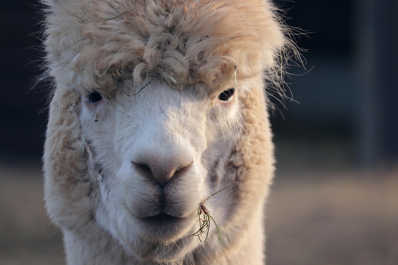 200 + 무료 Animal Portrait Alpaca & 알파카 이미지 - Pixabay