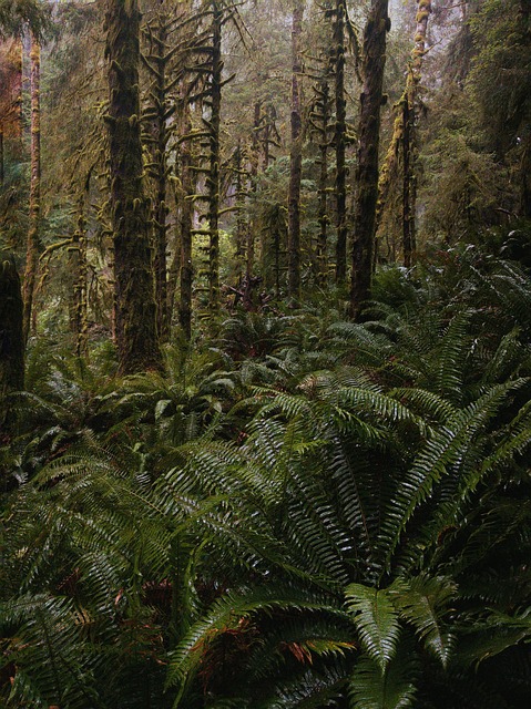 Free Beautiful Branches photo and picture
