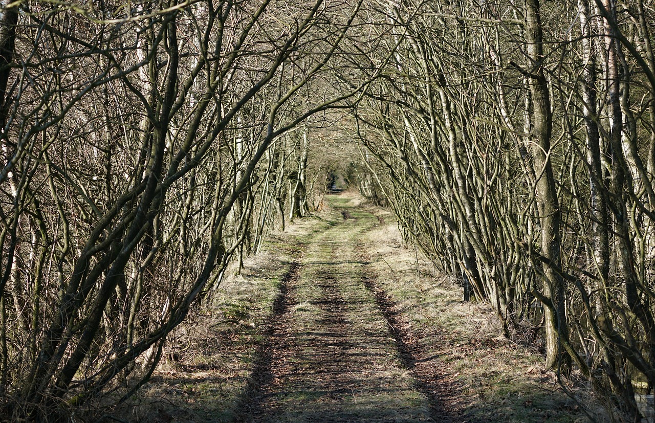 Skovvej Chemin Des Arbres La - Photo gratuite sur Pixabay - Pixabay