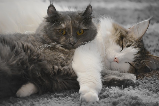 Free Cats Mustache photo and picture