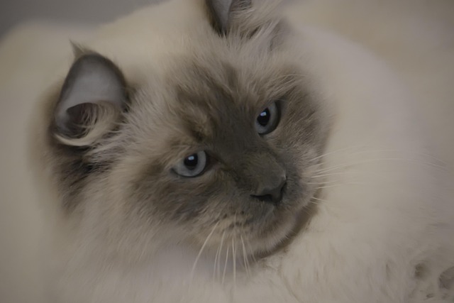 Free Cats Mustache photo and picture