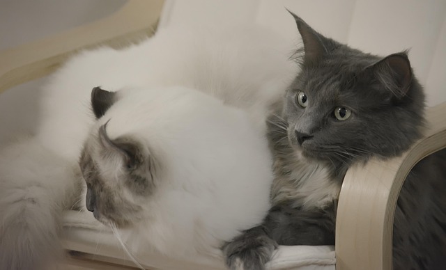 Free Cats Mustache photo and picture