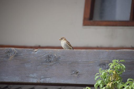 Free Bird Wood photo and picture