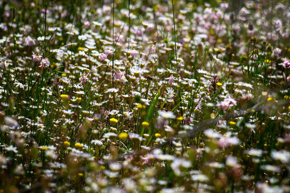 Wildflowers Field Flowers - Free photo on Pixabay