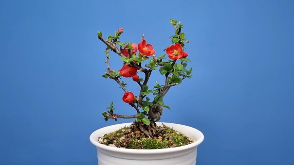 Free Longevity Plum Flower photo and picture