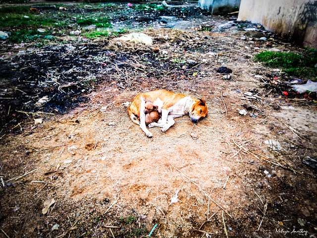 Free Puppy Animal photo and picture