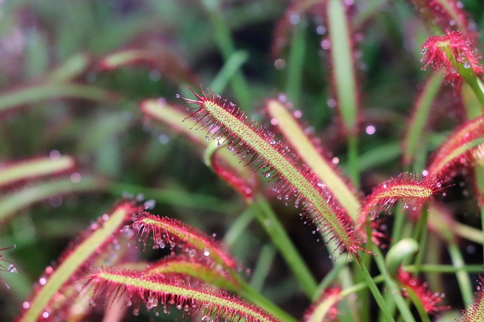 日光浴植物露水 Pixabay上的免费照片