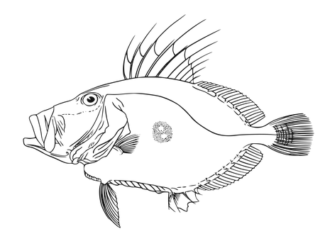 Free Fish Nature vector and picture