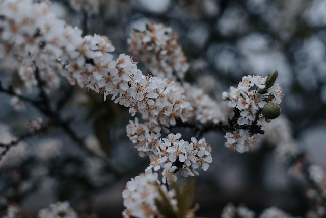 Flor, Naturaleza, Vietnam, Viaje