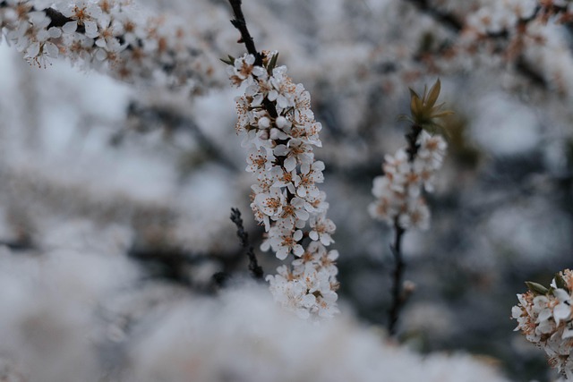 Flores, Fondo De La Flor