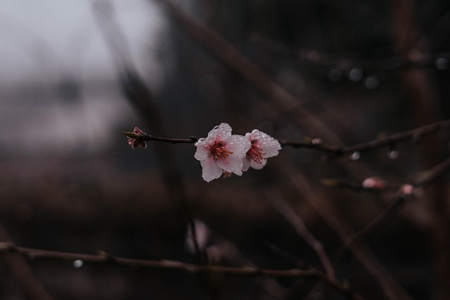 Flores, Árbol, Sucursales, Flora