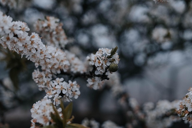 Flores, Hermosas Flores, Árbol
