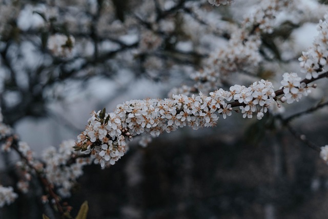 Flores, Hermosas Flores, Árbol