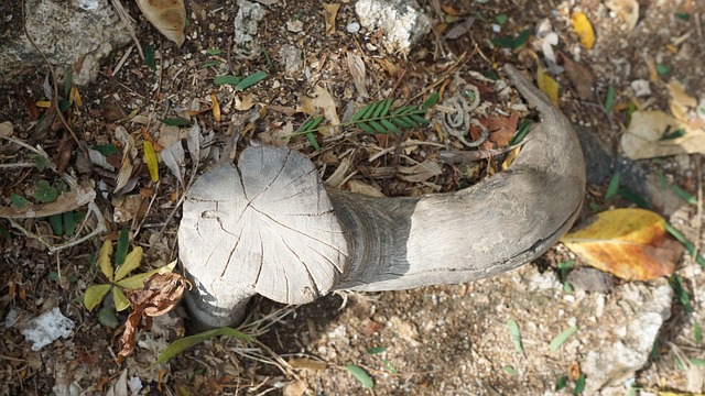 Free Wood Nature photo and picture